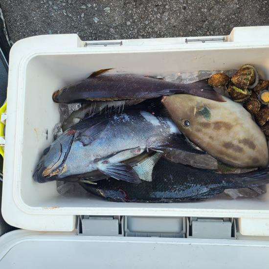 良型グレ、良型石鯛